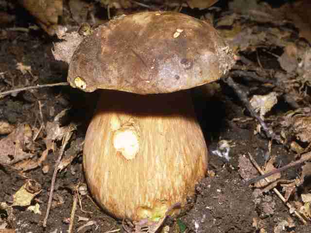  Image name: 14 Porcino.jpg 
 width: 640 pixel 
 height: 480 pixel 
 Size: 24603 bytes 
 Click to enlarge 